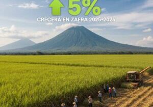 dinero-negocios-produccion-crecimiento-cana-azucar